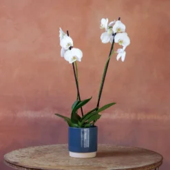 Phalaenopsis 'Inverness' 9 Phalaenopsis 'Inverness' -Cheap Plants Store pl2000048227 card4 lg