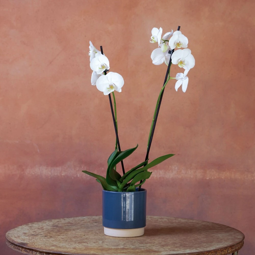 Phalaenopsis 'Inverness' 4 Phalaenopsis 'Inverness' - Image 4