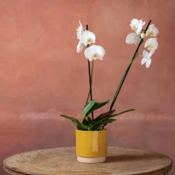 Phalaenopsis 'Inverness' 10 Phalaenopsis 'Inverness' -Cheap Plants Store pl2000048227 card5 lg
