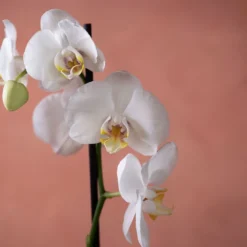 Phalaenopsis 'Inverness' 11 Phalaenopsis 'Inverness' -Cheap Plants Store pl2000048227 card6 lg