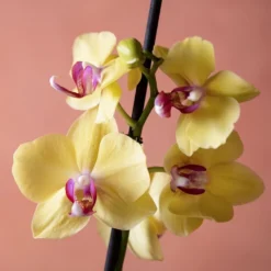 Phalaenopsis 'Modena' -Cheap Plants Store pl2000048228 card6 lg