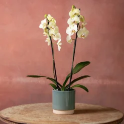 Phalaenopsis 'Volterra' -Cheap Plants Store pl2000048229 card3 lg