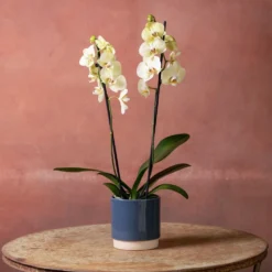 Phalaenopsis 'Volterra' -Cheap Plants Store pl2000048229 card4 lg