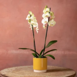 Phalaenopsis 'Volterra' -Cheap Plants Store pl2000048229 card5 lg