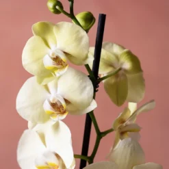 Phalaenopsis 'Volterra' -Cheap Plants Store pl2000048229 card6 lg