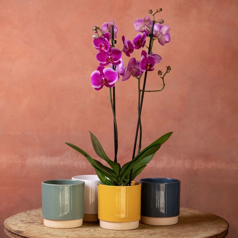 Phalaenopsis 'Durban' 1 Phalaenopsis 'Durban'