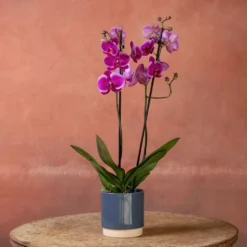 Phalaenopsis 'Durban' 9 Phalaenopsis 'Durban' -Cheap Plants Store pl2000048231 card4 lg