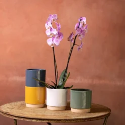 Phalaenopsis 'Pittsburgh'