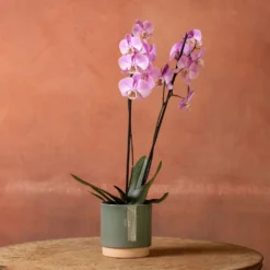 Phalaenopsis 'Pittsburgh' -Cheap Plants Store pl2000048232 card3 lg