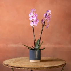 Phalaenopsis 'Pittsburgh' -Cheap Plants Store pl2000048232 card4 lg