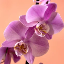 Phalaenopsis 'Pittsburgh' -Cheap Plants Store pl2000048232 card5 lg