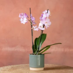 Phalaenopsis 'Milwaukee' -Cheap Plants Store pl2000048233 card3 lg