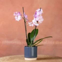 Phalaenopsis 'Milwaukee' -Cheap Plants Store pl2000048233 card4 lg