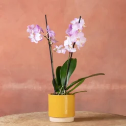 Phalaenopsis 'Milwaukee' -Cheap Plants Store pl2000048233 card5 lg