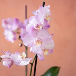 Phalaenopsis 'Milwaukee' -Cheap Plants Store pl2000048233 card6 lg