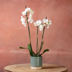 Phalaenopsis 'Folkestone' 8 Phalaenopsis 'Folkestone' -Cheap Plants Store pl2000048234 card3 lg