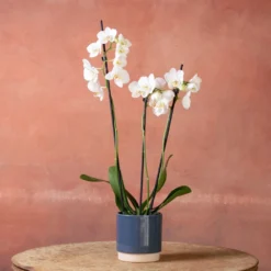 Phalaenopsis 'Folkestone' 9 Phalaenopsis 'Folkestone' -Cheap Plants Store pl2000048234 card4 lg