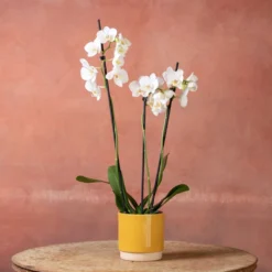 Phalaenopsis 'Folkestone' 10 Phalaenopsis 'Folkestone' -Cheap Plants Store pl2000048234 card5 lg