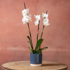 Phalaenopsis 'Dover' 9 Phalaenopsis 'Dover' -Cheap Plants Store pl2000048235 card4 lg