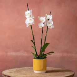 Phalaenopsis 'Dover' 10 Phalaenopsis 'Dover' -Cheap Plants Store pl2000048235 card5 lg