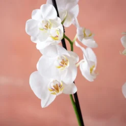 Phalaenopsis 'Dover' 11 Phalaenopsis 'Dover' -Cheap Plants Store pl2000048235 card6 lg