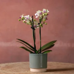 Phalaenopsis 'Flaming Burrito' 8 Phalaenopsis 'Flaming Burrito' -Cheap Plants Store pl2000048236 card3 lg