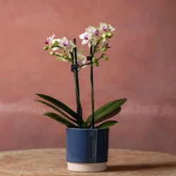 Phalaenopsis 'Flaming Burrito' 9 Phalaenopsis 'Flaming Burrito' -Cheap Plants Store pl2000048236 card4 lg