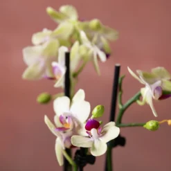 Phalaenopsis 'Flaming Burrito' 11 Phalaenopsis 'Flaming Burrito' -Cheap Plants Store pl2000048236 card6 lg