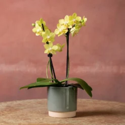 Phalaenopsis 'La Paz' 8 Phalaenopsis 'La Paz' -Cheap Plants Store pl2000048238 card3 lg