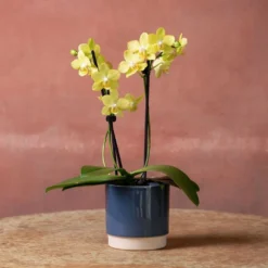 Phalaenopsis 'La Paz' 9 Phalaenopsis 'La Paz' -Cheap Plants Store pl2000048238 card4 lg