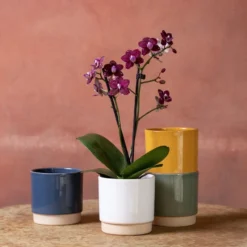 Phalaenopsis 'Hornglin Vicky'