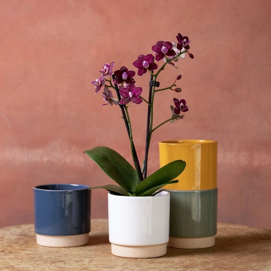 Phalaenopsis 'Hornglin Vicky' 1 Phalaenopsis 'Hornglin Vicky'