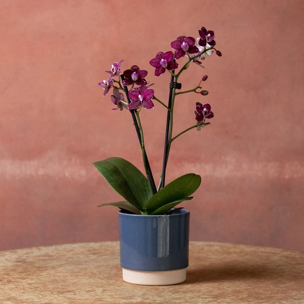 Phalaenopsis 'Hornglin Vicky' 4 Phalaenopsis 'Hornglin Vicky' - Image 4