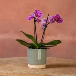 Phalaenopsis 'Perceval' -Cheap Plants Store pl2000048240 card3 lg
