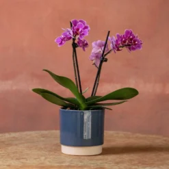 Phalaenopsis 'Perceval' -Cheap Plants Store pl2000048240 card4 lg