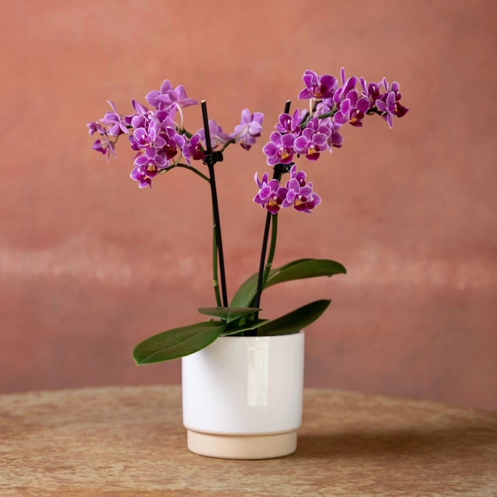 Phalaenopsis 'Take Five' 2 Phalaenopsis 'Take Five' - Image 2