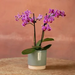 Phalaenopsis 'Take Five' 8 Phalaenopsis 'Take Five' -Cheap Plants Store pl2000048241 card3 lg