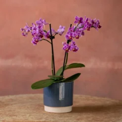 Phalaenopsis 'Take Five' 9 Phalaenopsis 'Take Five' -Cheap Plants Store pl2000048241 card4 lg