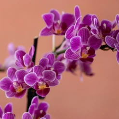 Phalaenopsis 'Take Five' 11 Phalaenopsis 'Take Five' -Cheap Plants Store pl2000048241 card6 lg