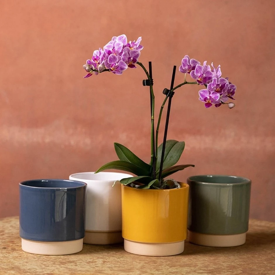 Phalaenopsis 'Pink Veins' 1 Phalaenopsis 'Pink Veins'