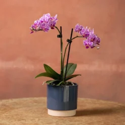 Phalaenopsis 'Pink Veins' 7 Phalaenopsis 'Pink Veins' -Cheap Plants Store pl2000048242 card3 lg