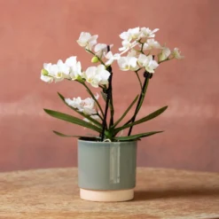 Phalaenopsis 'Zurich' -Cheap Plants Store pl2000048245 card3 lg