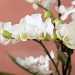 Phalaenopsis 'Zurich' -Cheap Plants Store pl2000048245 card6 lg