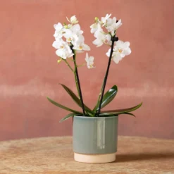 Phalaenopsis 'Bern' -Cheap Plants Store pl2000048246 card3 lg