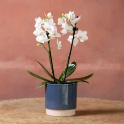 Phalaenopsis 'Bern' -Cheap Plants Store pl2000048246 card4 lg