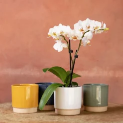 Phalaenopsis 'Puppy'