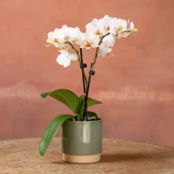 Phalaenopsis 'Puppy' -Cheap Plants Store pl2000048247 card3 lg