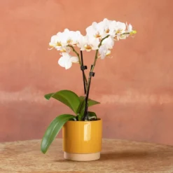 Phalaenopsis 'Puppy' -Cheap Plants Store pl2000048247 card5 lg