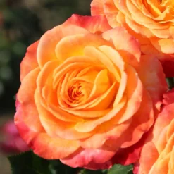 Rosa Meteor ('Korzeigar') (PBR) -Cheap Plants Store pl2000048254 card3 lg