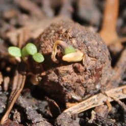 Seedballs Native Wildflowers For Wildlife 12 Seedballs Native Wildflowers For Wildlife -Cheap Plants Store pl2000048352 card6 lg